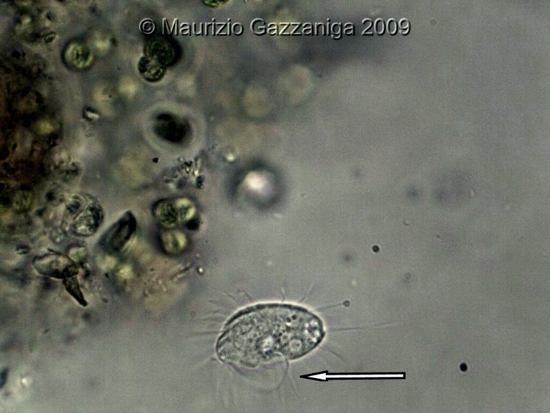 Cyclidium glaucoma